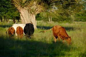 除甲醛費用解析：瞭解背後的故事與價值